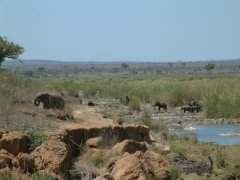 12-Elephants crossing the Sabie River